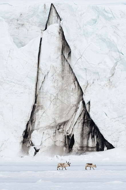 Svalbard reindeer-Rangifer tarandus-walk along a glacier front Norway Poster Print - Sergio Pitamitz