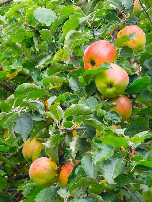 USA-Washington State Ripe apples hanging on tree limbs Poster Print - Jamie and Wild