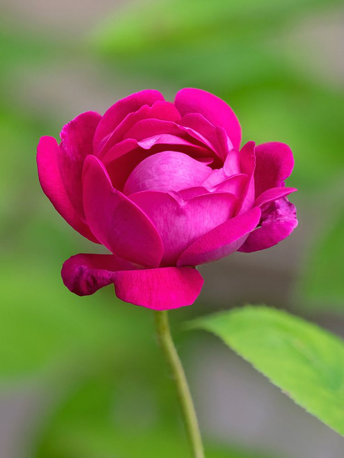 USA-Washington State Rose Poster Print - Jamie and Wild