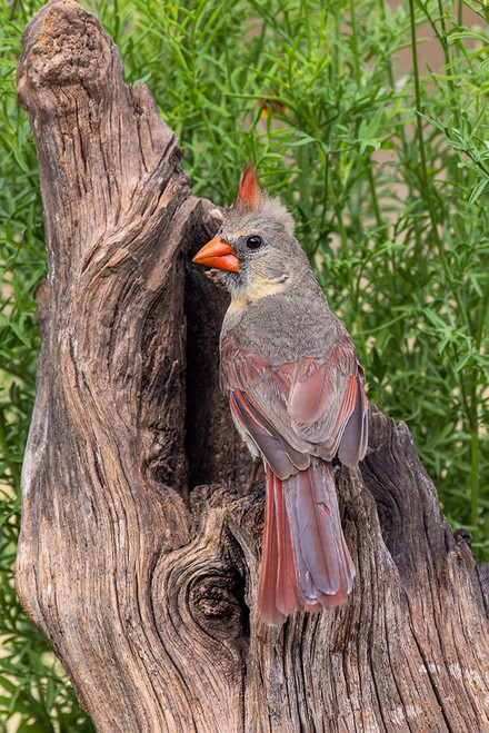 Female Northern Cardinal-Rio Grande Valley-Texas Poster Print - Adam Jones