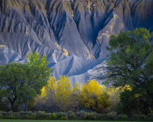 USA-Utah Yellow cottonwood tree and gray mountain in autumn Poster Print - Gallery Jaynes