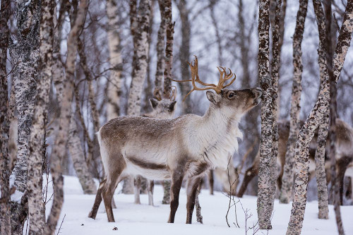 A reindeer-Rangifer tarandus-in a snowy forest Bardu-Troms-Norway Poster Print - Sergio Pitamitz