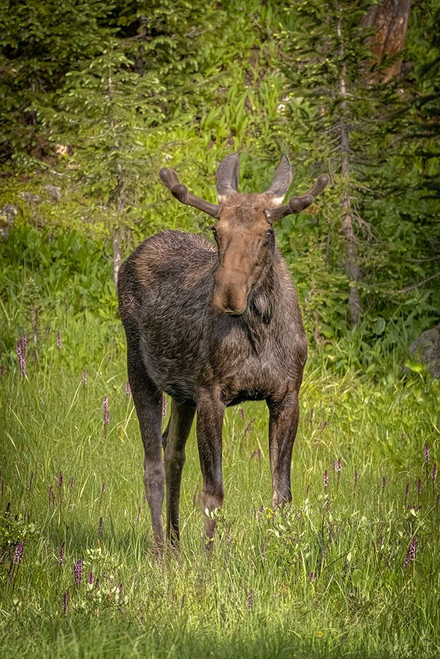 USA-Colorado-Cameron Pass Bull moose close-up Poster Print - Gallery Jaynes