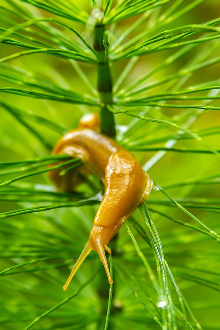 USA-California-Prairie Creek Redwoods State Park Banana slug on plant Poster Print - Gallery Jaynes
