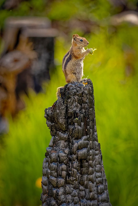 USA-Colorado-Cameron Pass Golden-mantled ground squirrel eating on burned stump Poster Print - Gallery Jaynes