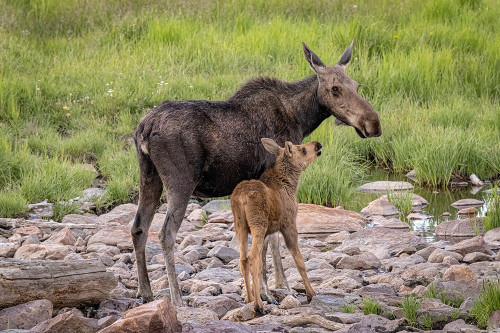 USA-Colorado-Cameron Pass Female moose with calf Poster Print - Gallery Jaynes