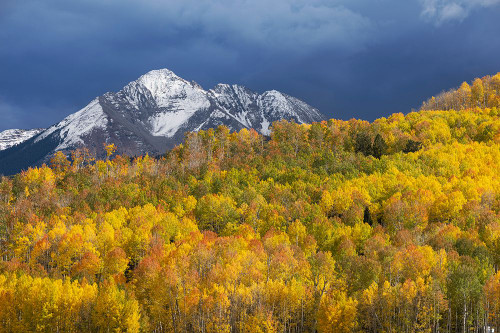 USA-Colorado-Uncompahgre National Forest Mountain and aspen forest in autumn Poster Print - Gallery Jaynes