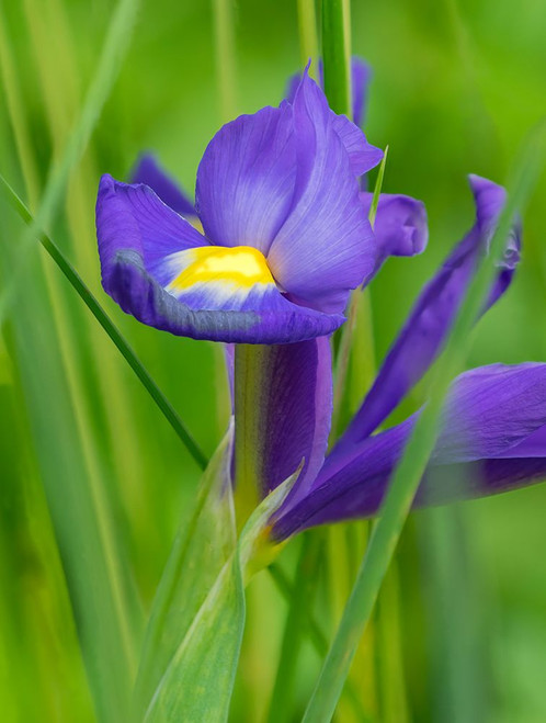 USA-Washington State Iris Poster Print - Jamie and Wild