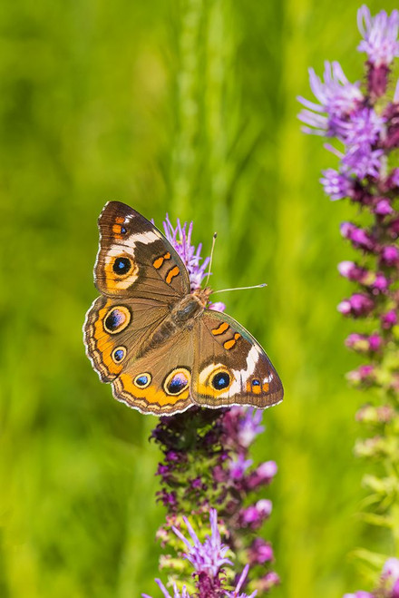 Common Buckeye on Prairie Blazing Star-Effingham County-Illinois Poster Print - Richard and Day