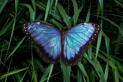 Mexico Morpho butterfly close-up Poster Print - Gallery Jaynes