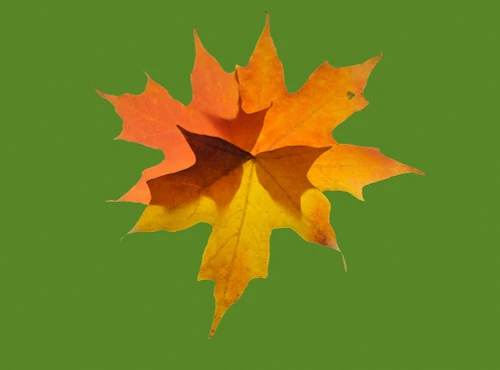 USA-Washington State Autumn colored maple leaves still-life with green background Poster Print - Jamie and Wild