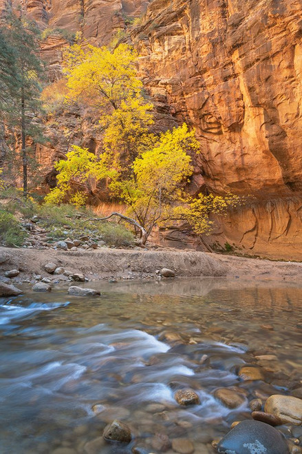 Fall color in Zion Canyon The Narrows-Zion National Park-Utah Poster Print - Alan Majchrowicz