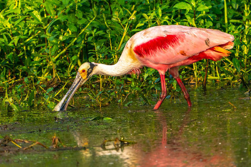 USA-Louisiana-Evangeline Parish Roseate spoonbill feeding in swamp water Poster Print - Gallery Jaynes