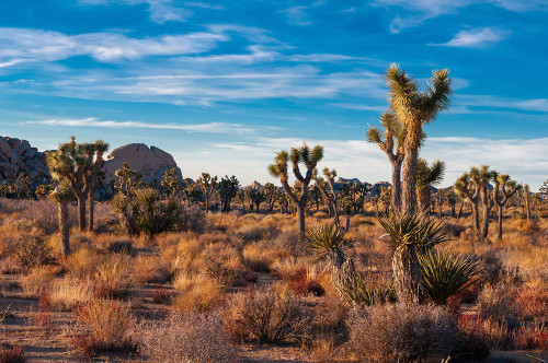 Desert landscape and vegetation in Joshua Tree National Park-California-USA Poster Print - Sergio Pitamitz