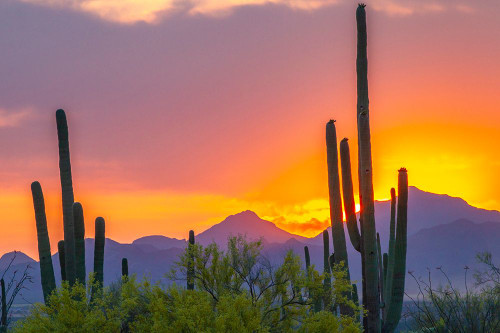 USA-Arizona-Saguaro National Park Sonoran Desert and mountains at sunset Poster Print - Gallery Jaynes