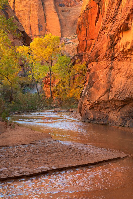 Coyote Gulch-Glen Canyon National Recreation Area-Utah Poster Print - Alan Majchrowicz