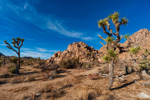 Joshua Tree National Park California-USA Poster Print - Sergio Pitamitz