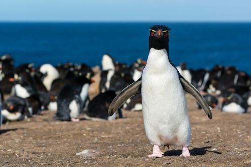 A rockhopper penguin-Eudyptes chrysocome-looking at the camera Pebble Island-Falkland Islands Poster Print - Sergio Pitamitz