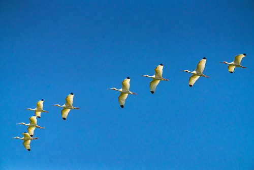 USA-Louisiana-Evangeline Parish White ibis birds in flight Poster Print - Gallery Jaynes