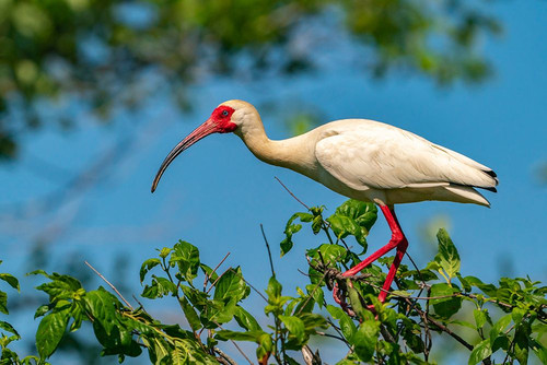 USA-Louisiana-Evangeline Parish White ibis bird in breeding plumage Poster Print - Gallery Jaynes