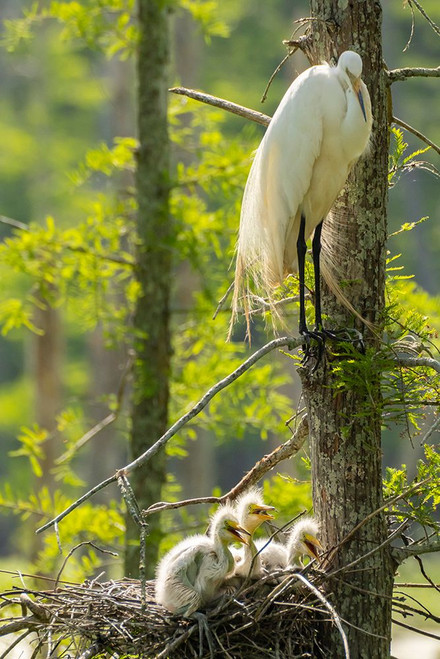 USA-Louisiana-Evangeline Parish Great egret at nest with chick Poster Print - Gallery Jaynes