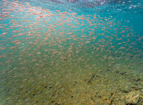 Ecuador-Galapagos National Park-Bartolome Island School of anchovies Poster Print - Gallery Jaynes