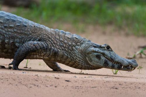 A Yacare caiman walking along the Cuiaba River Mato Grosso Do Sul State-Brazil Poster Print - Sergio Pitamitz