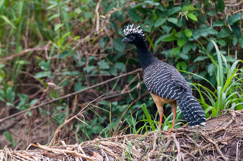 A Bare-faced curassow-Crax fasciolata-perching on a log Mato Grosso Do Sul State-Brazil Poster Print - Sergio Pitamitz