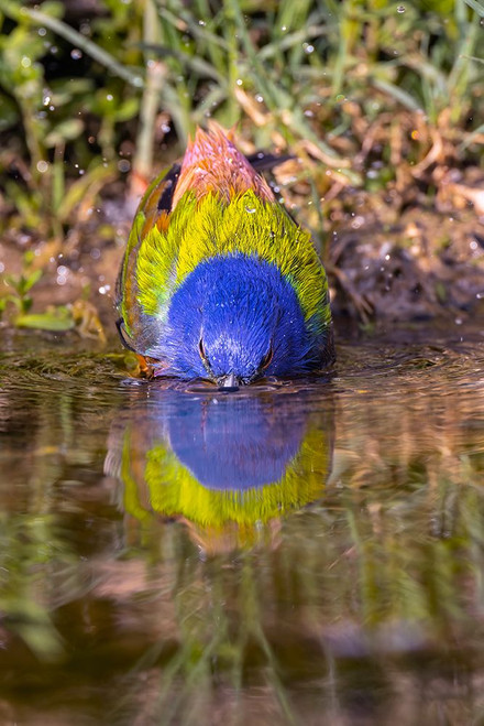 Male painted bunting bathing-Rio Grande Valley-Texas Poster Print - Adam Jones Male painted bunting bathing-Rio Grande Valley-Texas Poster Print - Adam Jones