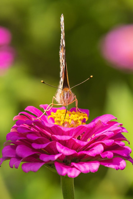 Painted Lady on zinnia-Marion County-Illinois Poster Print - Richard and Day