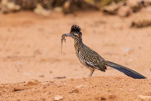Greater Roadrunner with lizard in desert-Pima County-Arizona Poster Print - Richard and Day