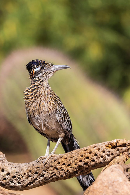 Greater Roadrunner in desert-Pima County-Arizona Poster Print - Richard and Day