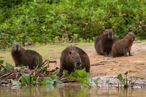 A group of Capybara-gather along the Cuiaba River Mato Grosso Do Sul State-Brazil Poster Print - Sergio Pitamitz