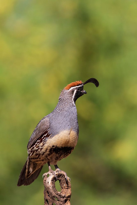 Gambels Quail male-Pima County-Arizona Poster Print - Richard and Day