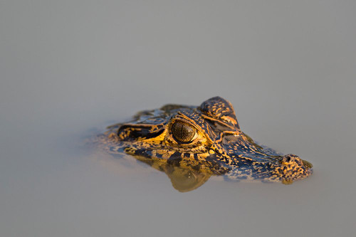 A Yacare caiman-Caiman Crocodylus yacare-in the Cuiaba River Mato Grosso Do Sul State-Brazil Poster Print - Sergio Pitamitz