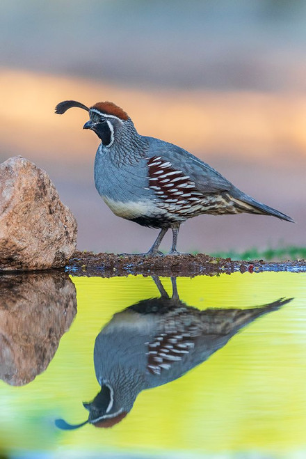Gambels Quail male at water-Pima County-Arizona Poster Print - Richard and Day