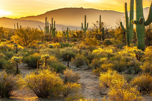 USA-Arizona-Sabino Canyon Sonoran Desert landscape with cacti and mountains Poster Print - Gallery Jaynes