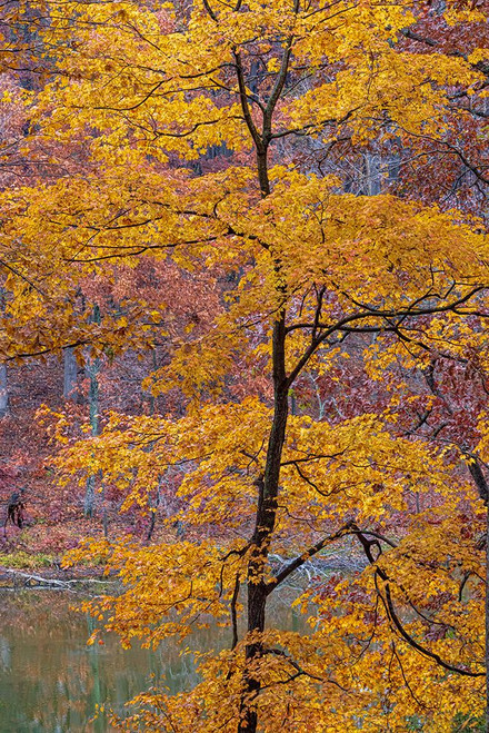 Fall color at Stephen A Forbes State Park-Marion County-Illinois Poster Print - Richard and Day