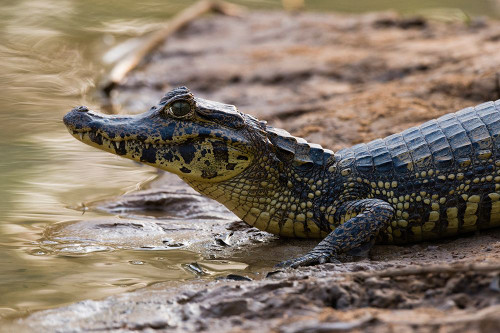 Yacare caiman-Caiman Crocodylus yacare-resting on the riverbank Mato Grosso Do Sul State-Brazil Poster Print - Sergio Pitamitz