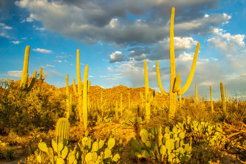 USA-Arizona-Tucson Mountain Park Sonoran desert landscape Poster Print - Gallery Jaynes