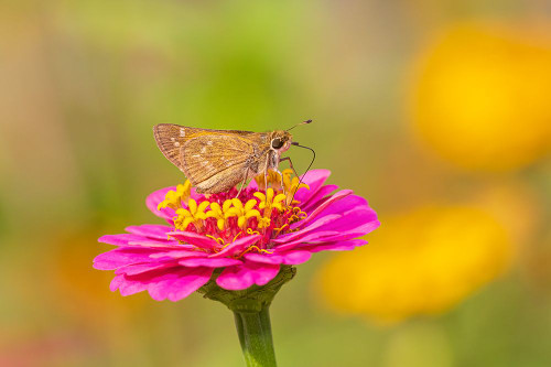 Sachem skipper female on Zinnia-Marion County-Illinois Poster Print - Richard and Day