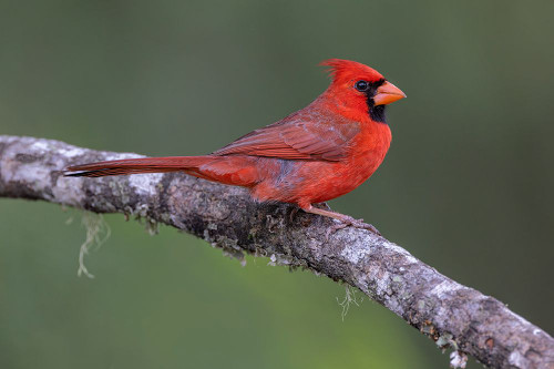 Male Northern Cardinal Cardinalis cardinals-Rio Grande Valley-Texas Poster Print - Adam Jones