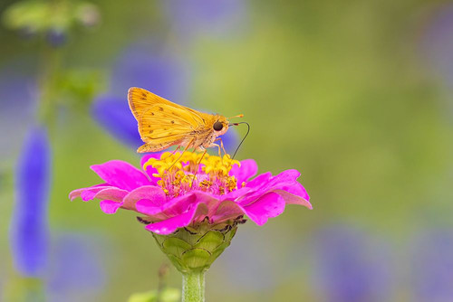 Fiery Skipper on Zinnia-Marion County-Illinois Poster Print - Richard and Day