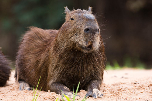 A Capybara-Hydrochoerus Hydrochoerus-resting on a riverbank Mato Grosso Do Sul State-Brazil Poster Print - Sergio Pitamitz