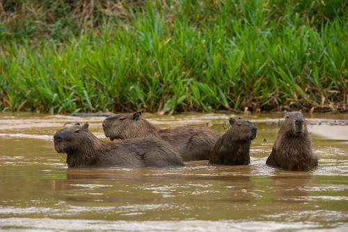 A group of Capybara-Hydrochoerus Hydrochoerus-wade in a river Mato Grosso Do Sul State-Brazil Poster Print - Sergio Pitamitz