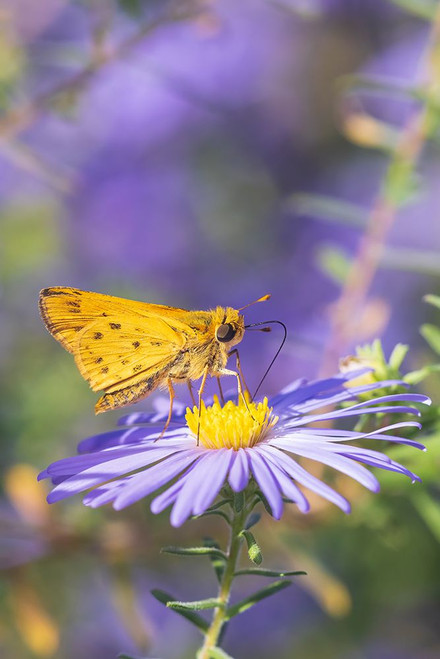 Fiery Skipper on Frikarts Aster-Marion County-Illinois Poster Print - Richard and Day Fiery Skipper on Frikarts Aster-Marion County-Illinois Poster Print - Richard and Day