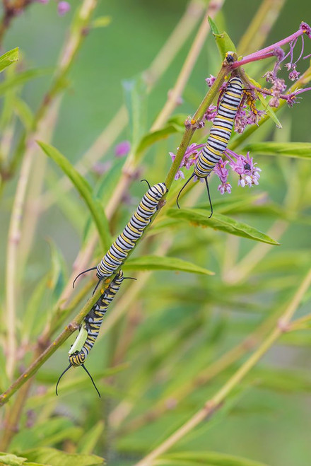 Monarch caterpillars feeding on Swamp Milkweed-Marion County-Illinois Poster Print - Richard and Day