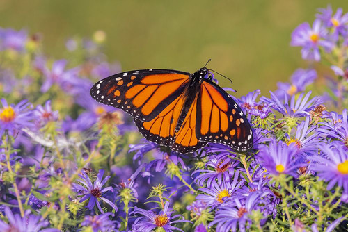 Monarch on Frikarts Aster-Marion County-Illinois Poster Print - Richard and Day