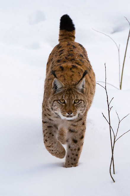A European lynx-on the move in Bavarian Forest National Park Germany Poster Print - Sergio Pitamitz