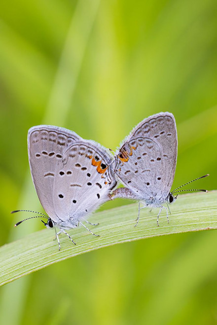Eastern Tailed-Blues mating in prairie-Marion County-Illinois Poster Print - Richard and Day